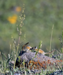 Chipmunks 6387